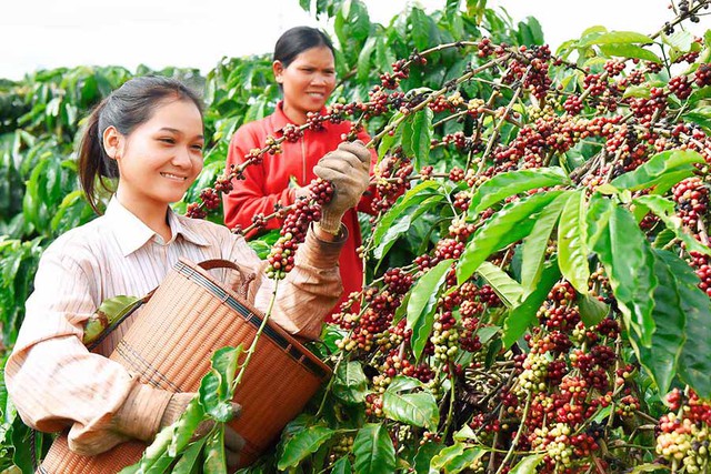 Thủ tướng chỉ đạo về phát triển ngành cà phê và ngành tôm- Ảnh 1.